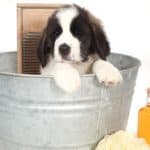 Riesci a lavare il tuo cane con detersivo per piatti ?