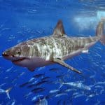 Come dormono gli squali ?