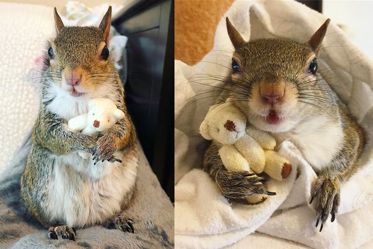 Questo scoiattolo salvato dall’uragano non può dormire senza il suo orsacchiotto