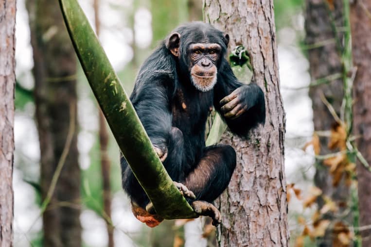 Lo scimpanzé
