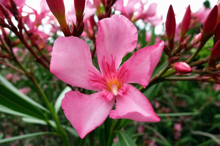 Alloro rosa (Nerium oleander)