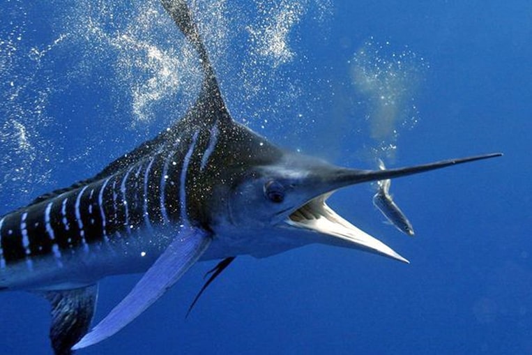 The Blue Marlin, Specimen of Excellence