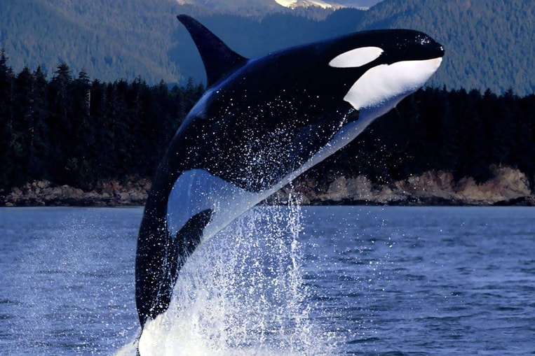 L'orca, l'orco marino che spaventa tutti