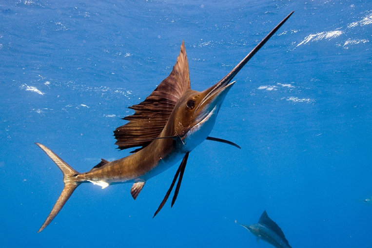 The Indo-Pacific Sailfish, King of Speed at Sea