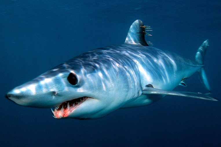 The Mako Shark, Outstanding Swimmer
