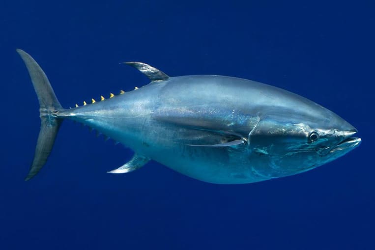 Il tonno rosso, il Graal del pescatore sportivo